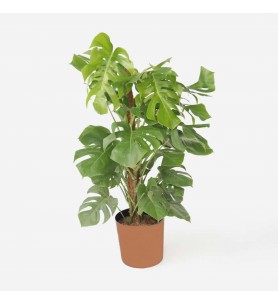 Monstera  (Deve tabanı bitkisi) Büyük Boy